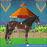 Horse Color:White Spotted Liver Chestnut 
