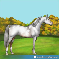 Horse Color:Gray White Spotted Liver Chestnut