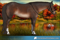 Horse Color:Liver Chestnut Tobiano 