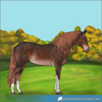 Horse Color:Liver Chestnut Tobiano