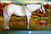 Horse Color:Gray White Spotted Liver Chestnut