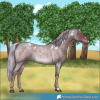 Horse Color:White Spotted Chocolate Palomino Roan 