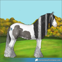 Horse Color:Grullo Splash Tobiano 