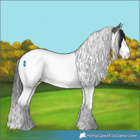 Horse Color:Grullo Splash Tobiano 