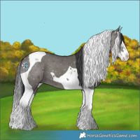 Horse Color:Grullo Splash Tobiano 