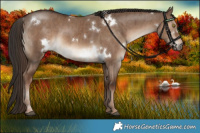Horse Color:White Spotted Liver Red Dun Brindle 