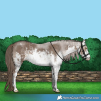 Horse Color:White Spotted Liver Red Dun Sabino Brindle 