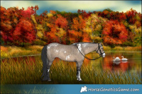Horse Color:White Spotted Brown Dun Sabino Rabicano