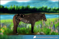 Horse Color:Void White Spotted Liver Red Dun Appaloosa Rabicano 