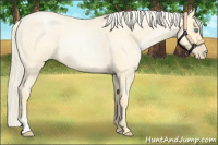 Horse Color:Palomino Roan Pearl  and Palomino Roan Pearl Rabicano 