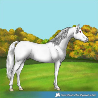 Horse Color:Gray Void Silver Classic Cream Champagne Chinchilla Splash Tobiano Frame 
