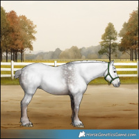 Horse Color:Gray White Spotted Liver Chestnut 