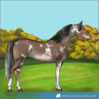 Horse Color:White Spotted Liver Red Dun Tobiano 