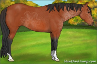 Horse Color:Bay Roan 