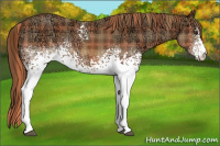 Horse Color:Plaid  White Spotted Chestnut Ice 