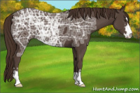 Horse Color:Liver Chestnut Ice Sabino 