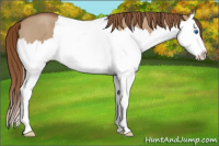 Horse Color:Red Dun Roan Splash
