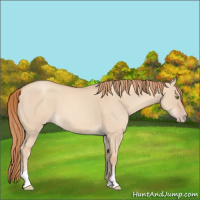 Horse Color:Gold Champagne Roan Dun 