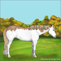Horse Color:Red Roan Splash 
