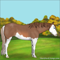 Horse Color:Red Roan Splash 
