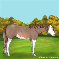 Horse Color:Red Roan Splash 