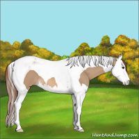 Horse Color:Red Dun Splash Tobiano 