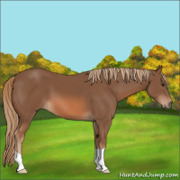 Horse Color:Chestnut 