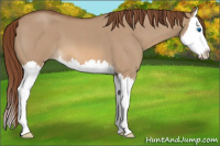 Horse Color:Red Dun Roan Splash