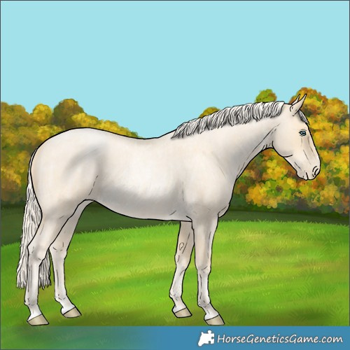 Horse Color:Palomino Roan Pearl and Palomino Roan Pearl