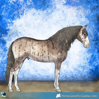 Horse Color:Liver Red Dun Onyx Mushroom Sabino Brindle 