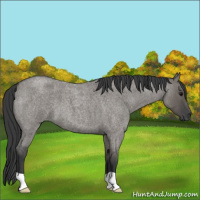 Horse Color:Grullo Roan