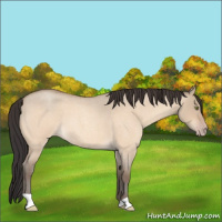 Horse Color:Amber Champagne Roan Dun 