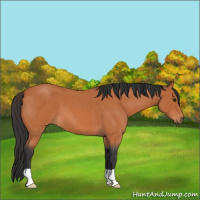 Horse Color:Bay Roan