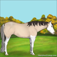 Horse Color:Amber Champagne Roan Dun Splash