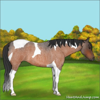 Horse Color:Brown Roan Tobiano 