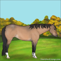 Horse Color:Bay Roan Dun
