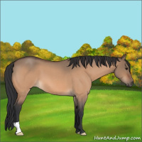Horse Color:Bay Roan Dun