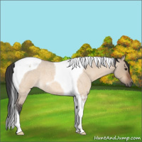 Horse Color:Bay Roan Dun Tobiano