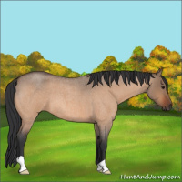 Horse Color:Bay Roan Dun