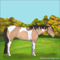 Horse Color:Amber Champagne Tobiano