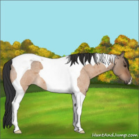 Horse Color:Bay Roan Dun Tobiano