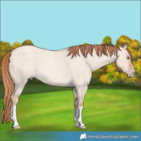 Horse Color:Gold Champagne Roan Dun 