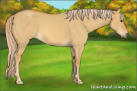 Horse Color:Palomino Roan Dun 