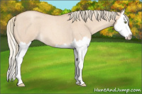 Horse Color:Gold Champagne Roan Dun Splash 