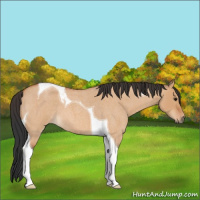 Horse Color:Bay Roan Dun Tobiano