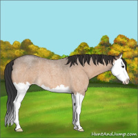 Horse Color:Bay Roan Dun Splash 
