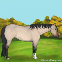 Horse Color:Bay Roan Dun