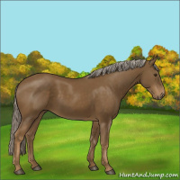 Horse Color:Chocolate Palomino 