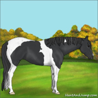 Horse Color:Black Tobiano 