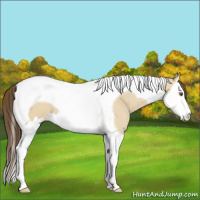 Horse Color:Classic Cream Champagne Dun Splash Tobiano